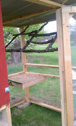 chicken coop ever roosts branch custom easy simple
