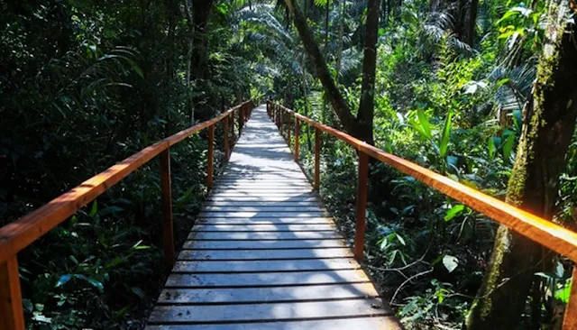 Conservación de bosques amazónicos