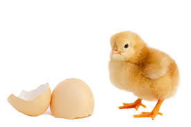 Unduh 770 Gambar Animasi Ayam Petelur Gratis Unduh 770 Gambar Animasi Ayam Petelur Gratis