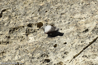 Pela-roques (Tichodroma muraria)