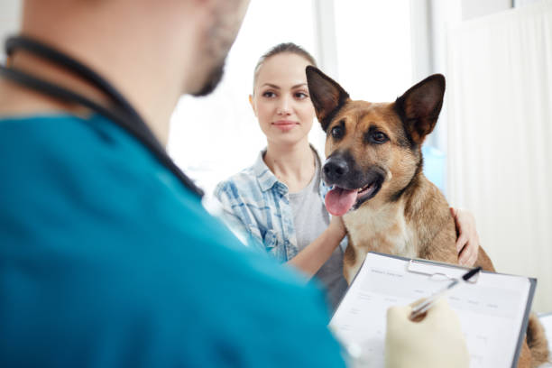 Dog Health Insurance – You Should Consider It