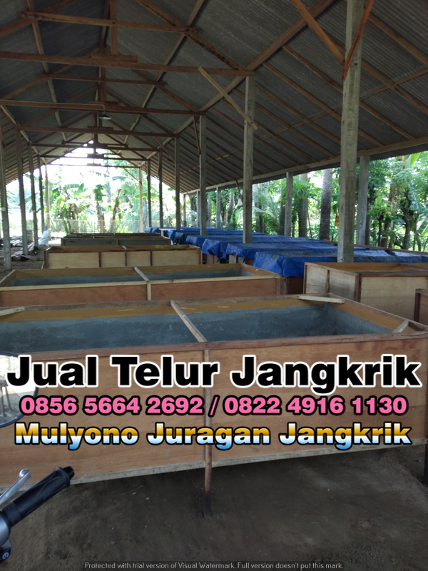 Jual Bibit Jangkrik Kirim ke Kota Surabaya 085656642692