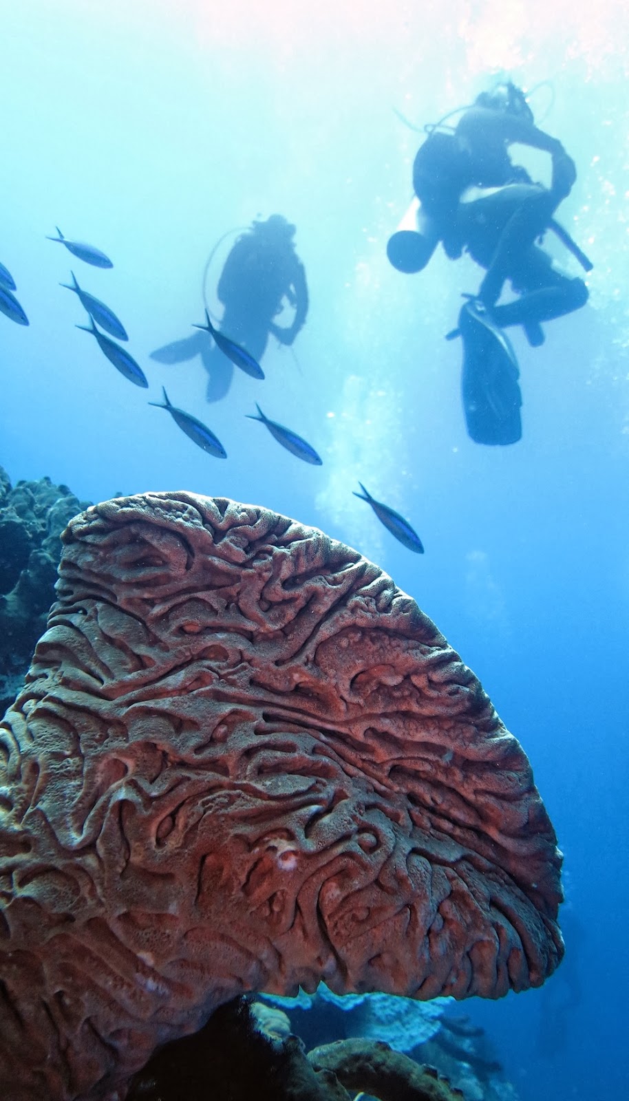 Februari 2014 ~ Life Is An Absurd Journey