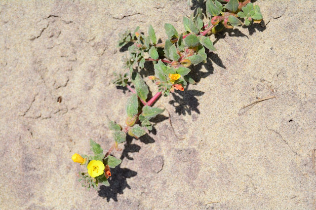 Camissoniopsis cheiranthifolia Camissoniopsis cheiranthifolia
