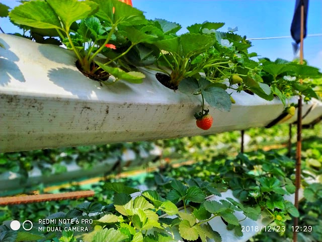 Strawberry Garden in Mahabaleshwar