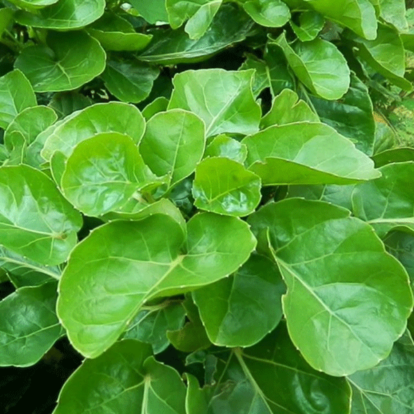 23 Manfaat dan Khasiat Daun Mangkokan untuk Kesehatan