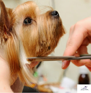 Lhasa dog grooming costs