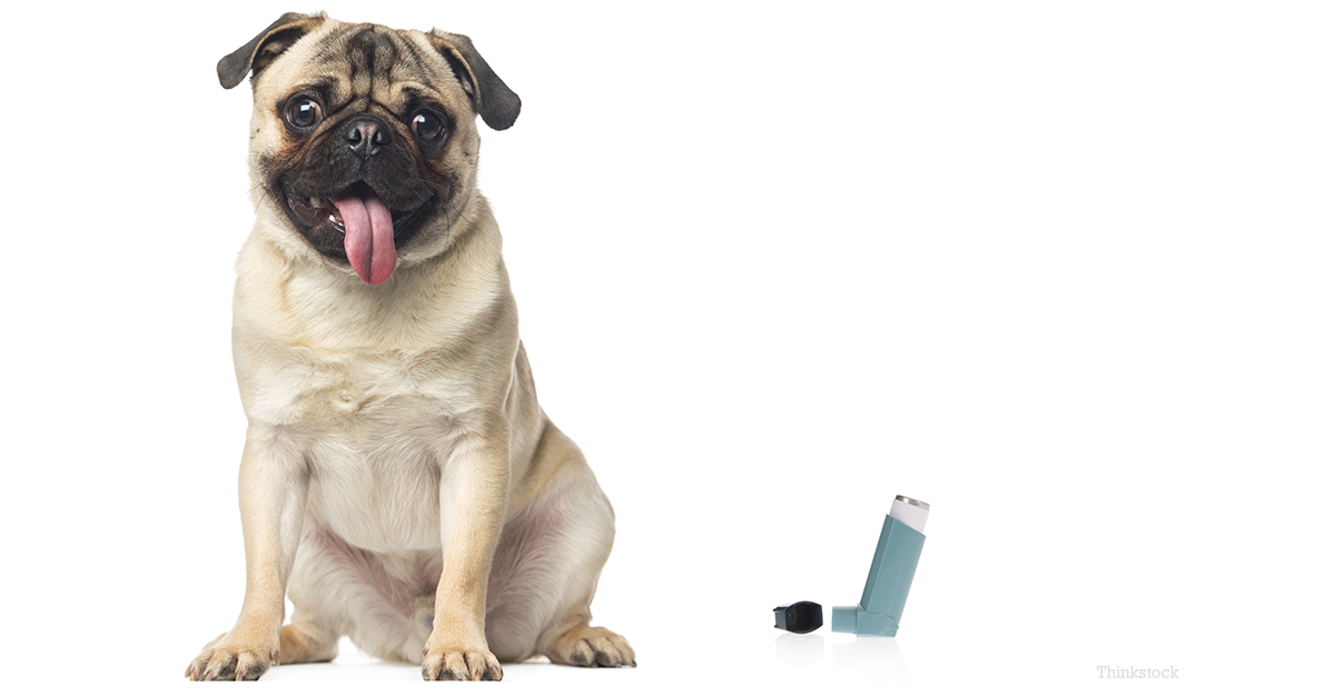 All You Need to Know About Dog Asthma Doglopedix