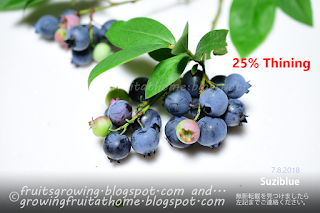 ブルーベリーの収穫 25%摘果 Blueberry crops 25% thining berries
