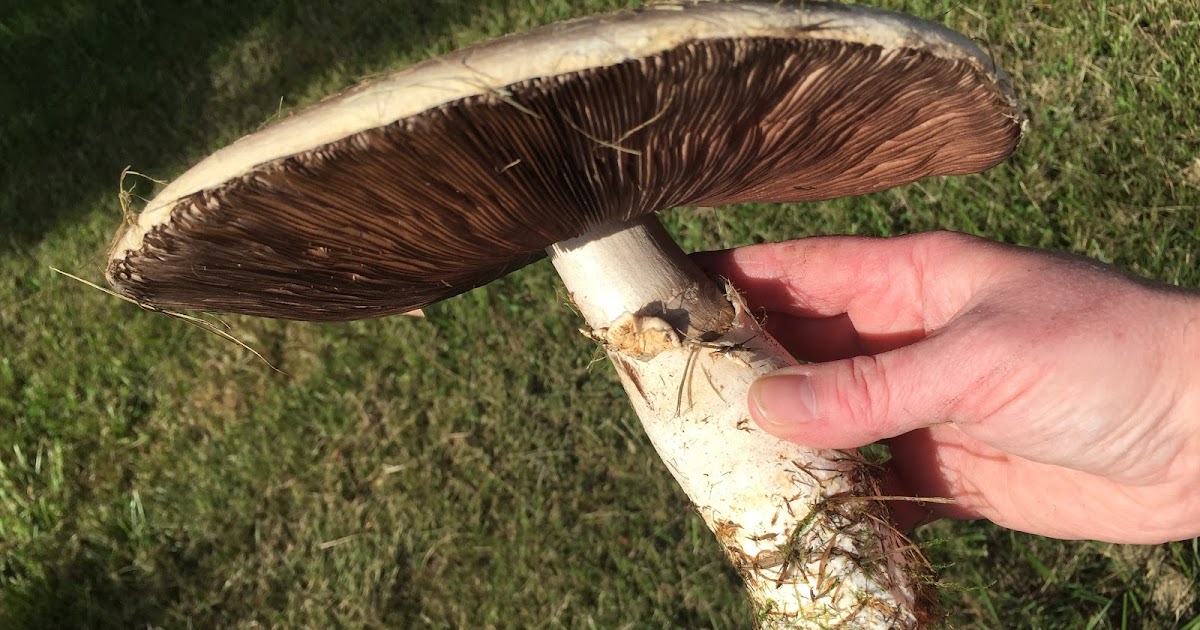 Foraging for Horse Mushrooms in Our Pasture