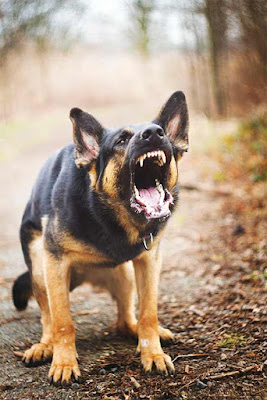 bad angry dog
