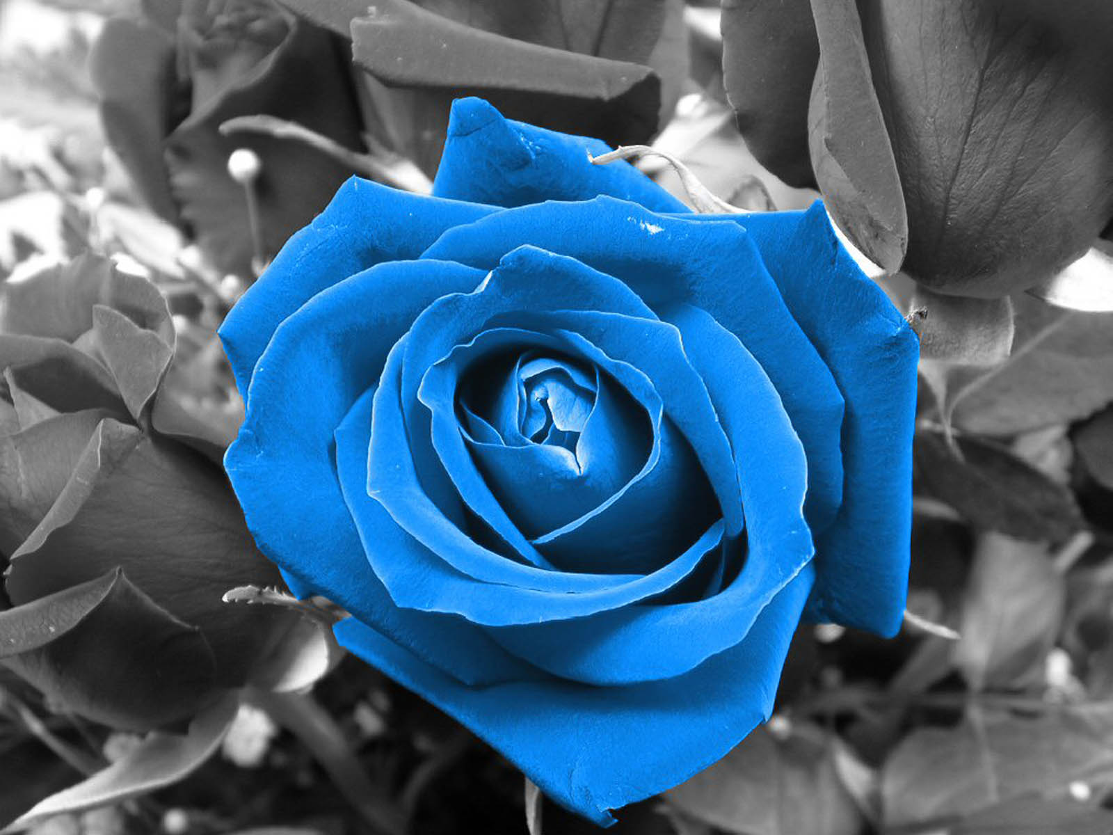 Wallpapers Blue Rose Wallpapers