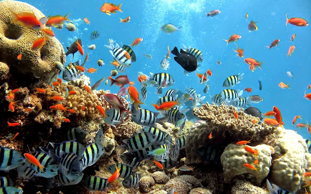 Bunaken National Park, Manado, North Sulawesi