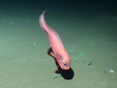 Ikan Hias Foto: ikan hantu