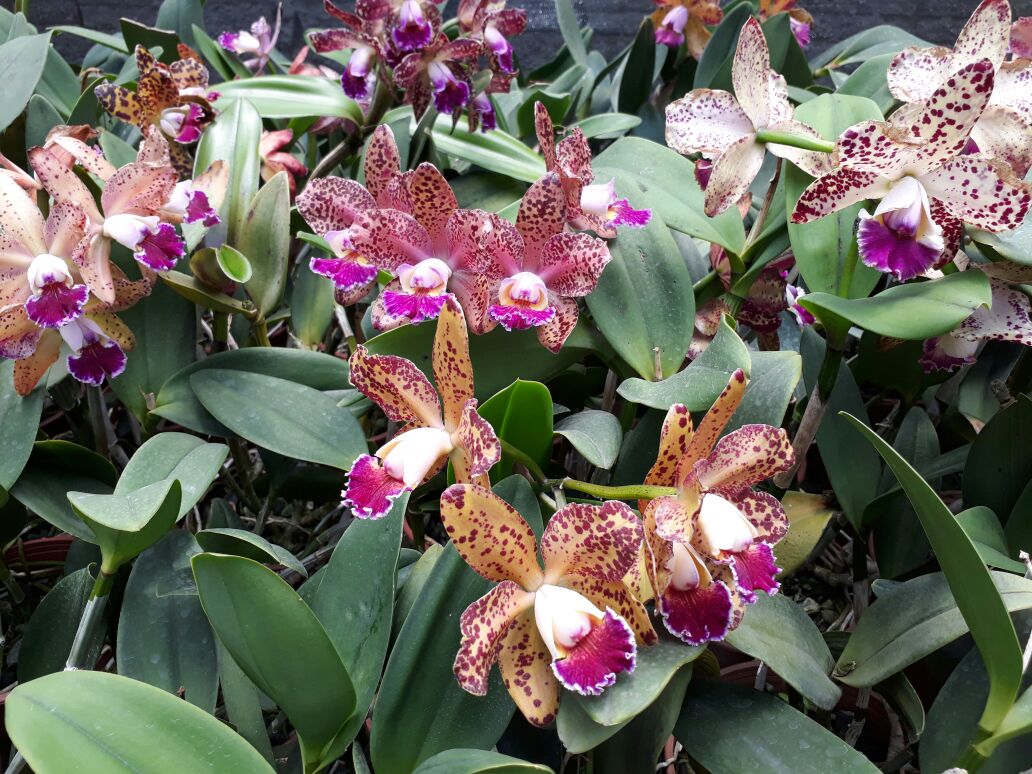  Orquídeas moradas naturales con cinta impresa personalizada. :  Comida Gourmet y Alimentos