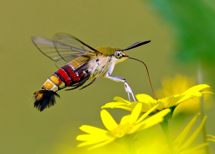 Cephonodes hylas