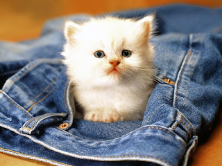 gatito-blanco-dentro-del-bolsillo-de-un-pantalon
