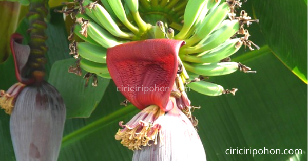 Pohon Pisang