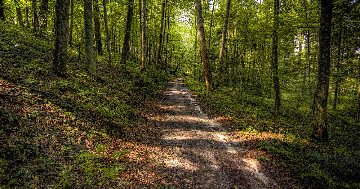 Forest path