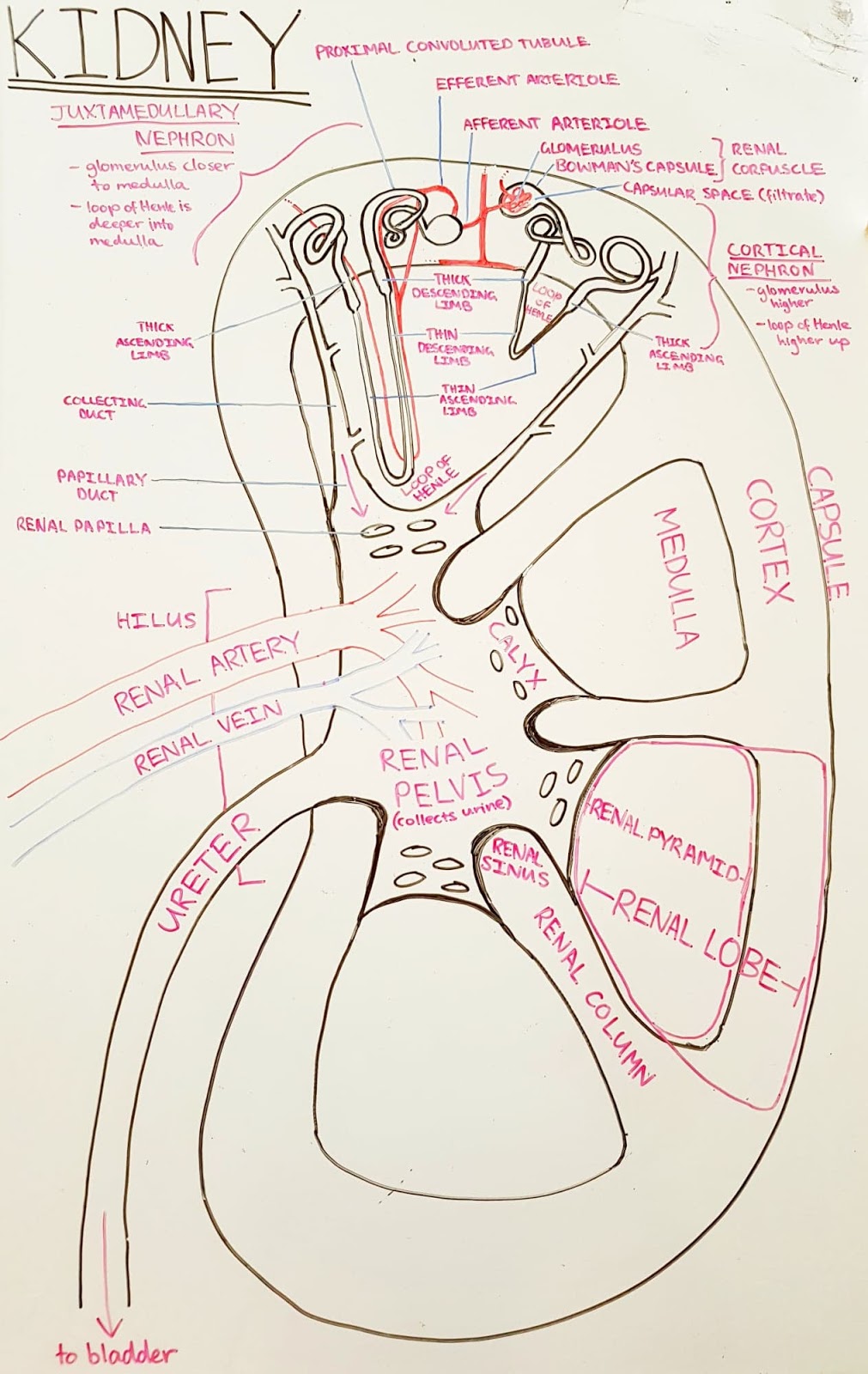 Anatomy of a Kidney | Vet Bites