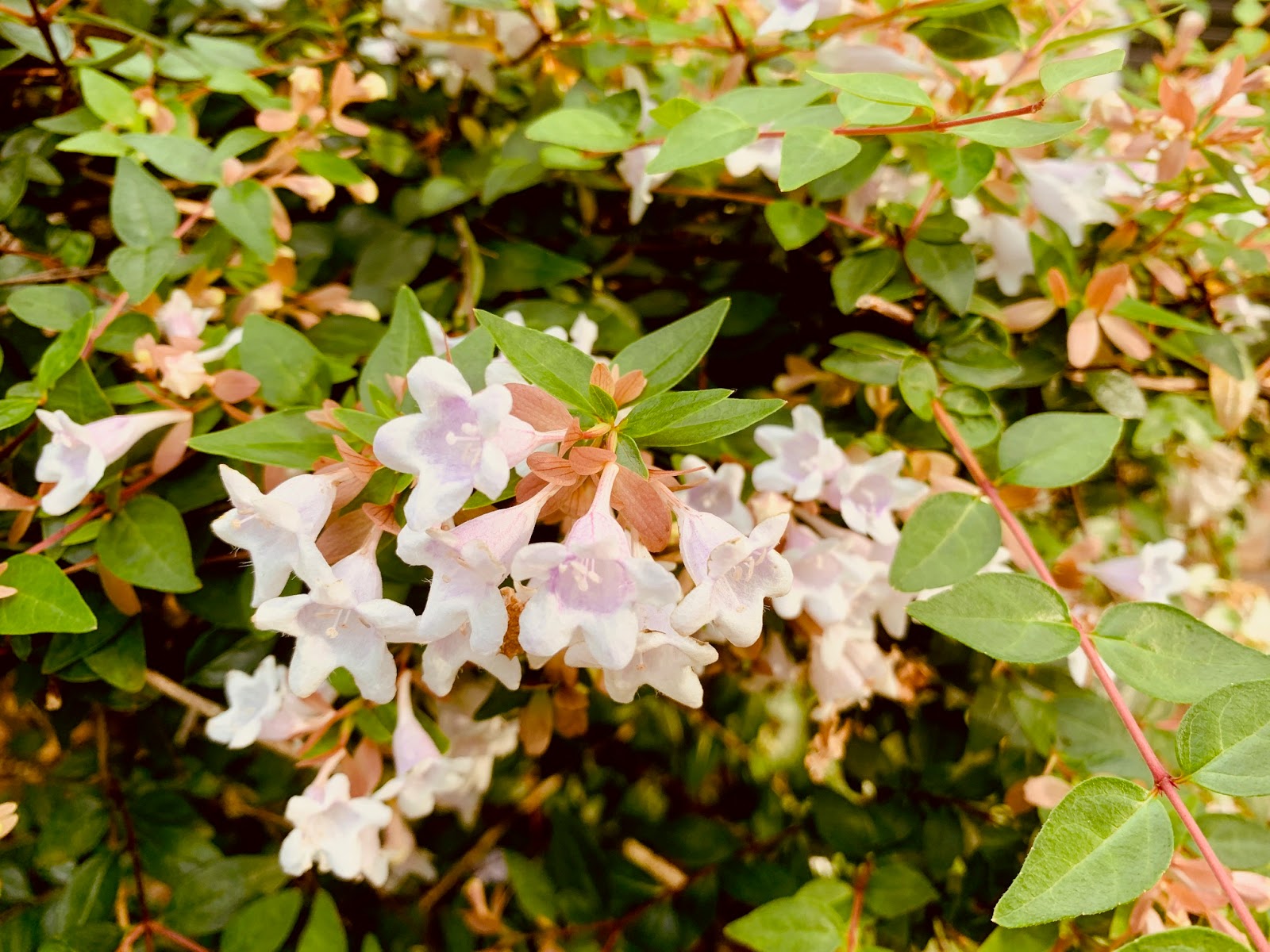 Late To The Garden Party