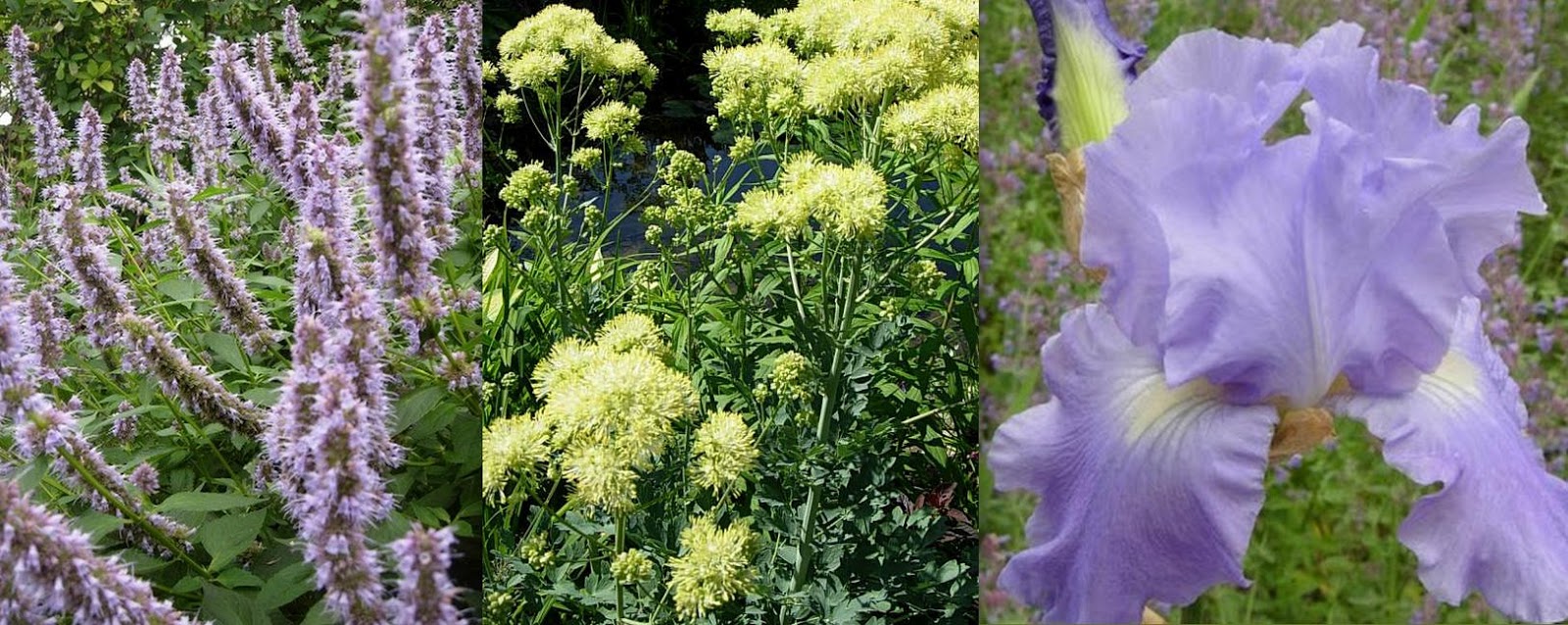 Gartendeko-Blog: Gartenideen - Pflanzen als Dekoelemente