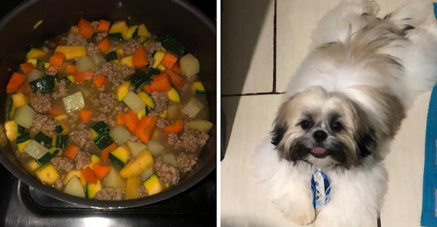 Shih Tzu se Apaixona por Sopinha de Carne com Legumes: Jantar semanal Preferido