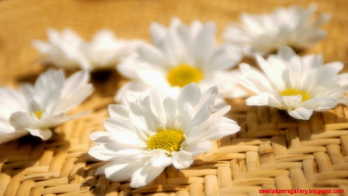 Beautiful White Flower Hd Wallpaper Wallpapers Gallery