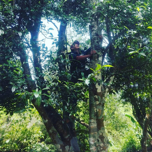 PohonTeh Assamica