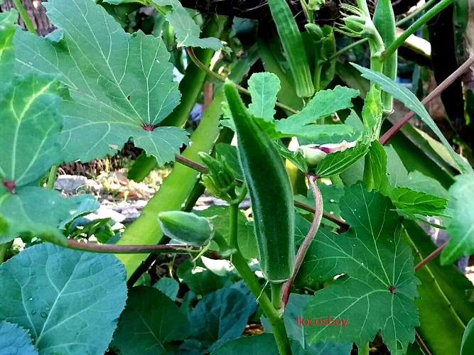 Ilocos How Okra Can Help Against Diabetes?