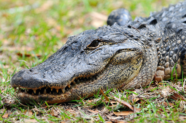 Alligator Bites Florida Man In Melbourne