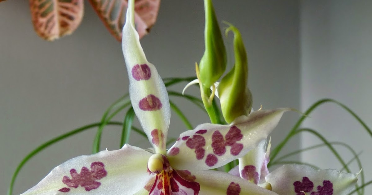 Aliceara (Beallara) Peggy Ruth Carpenter "Morning Joy"