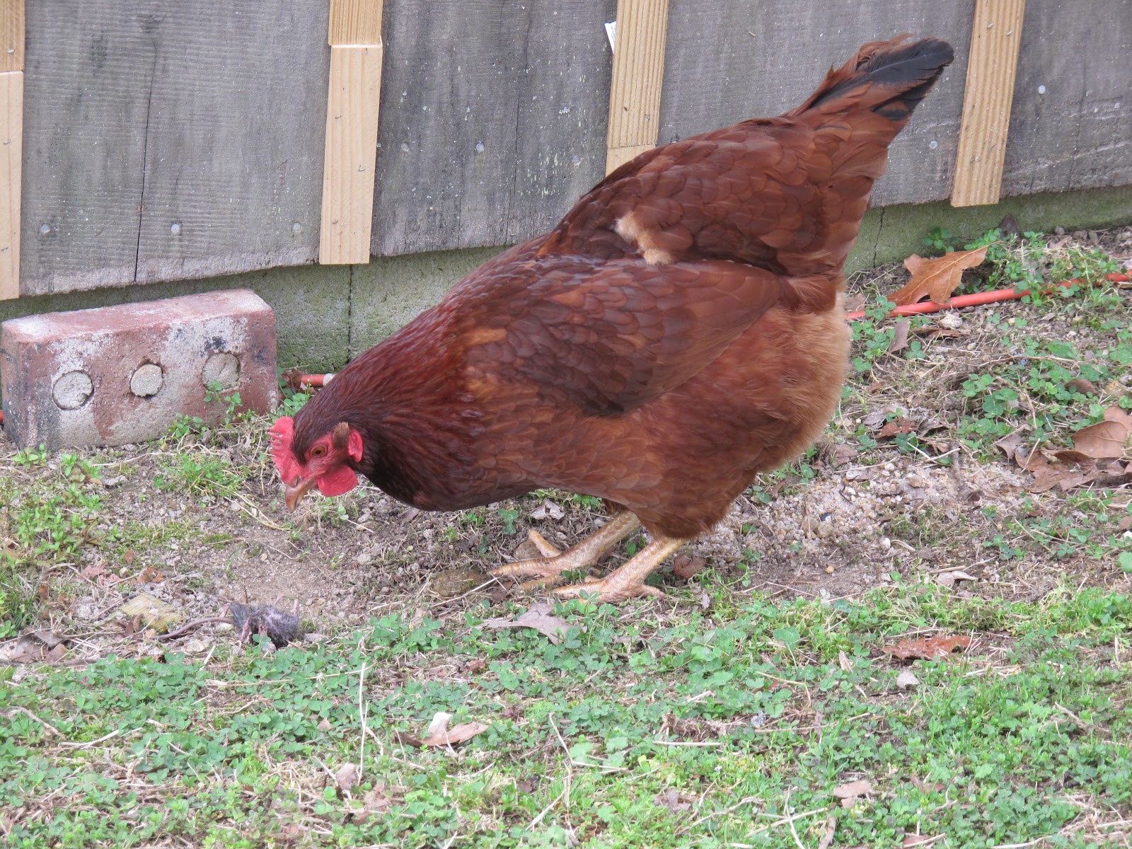 wings-of-dawn-farm-chickens-are-omnivores