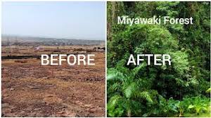 Telangana government has introduced the Miyawaki method of afforestation