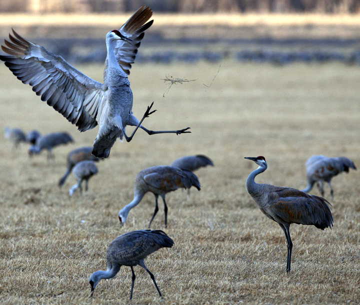 Ken Papaleo X Marks the Shot Dancing Sandhill Cranes, Monte Vista