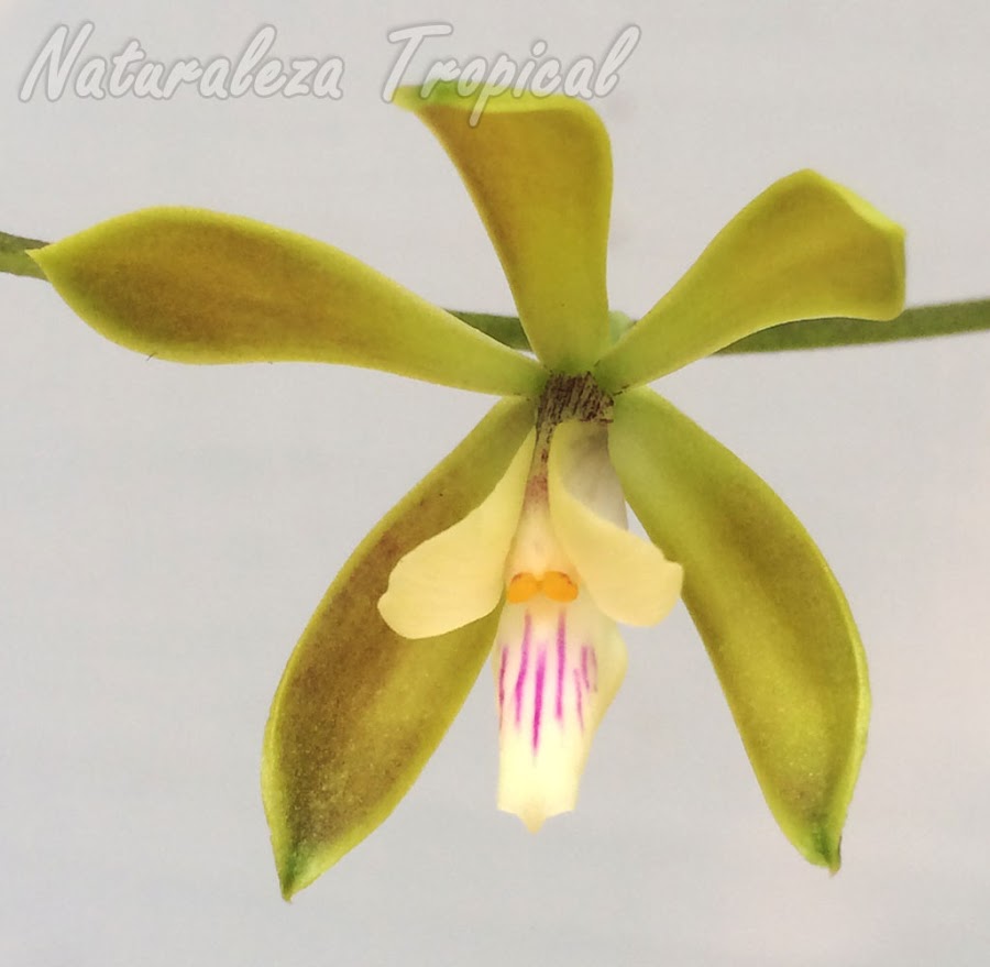 Detalles de la flor de la orquídea Encyclia acutifolia