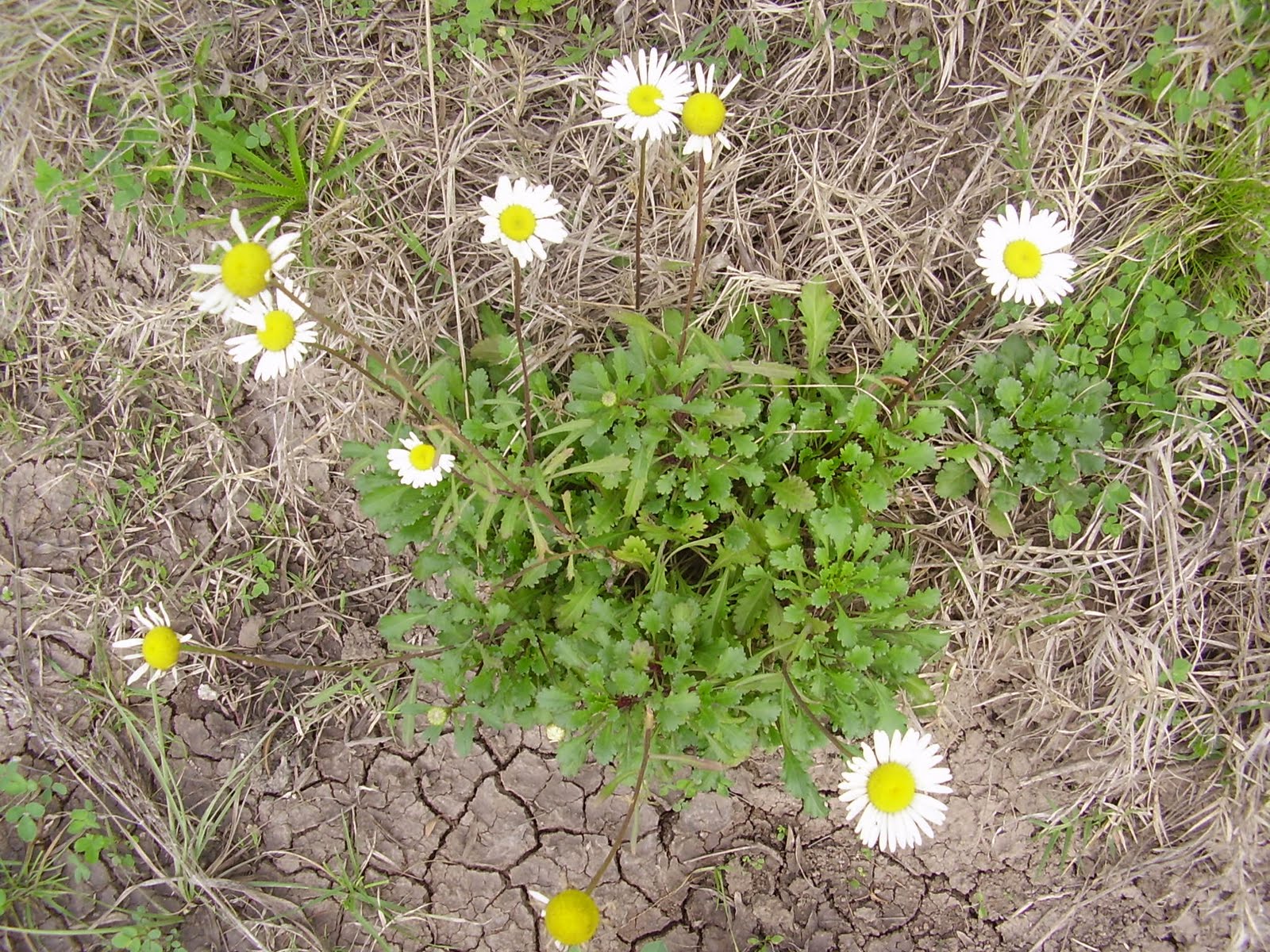 Naturaleza entrerriana Chrysanthemum leucanthemum