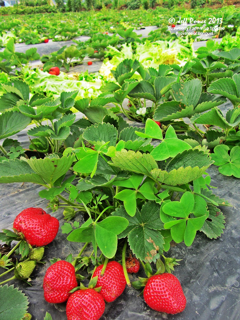 Bisayang Manlalakbay around the Philippines Strawberry Farm at La