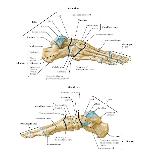 Bones of Foot Anatomy