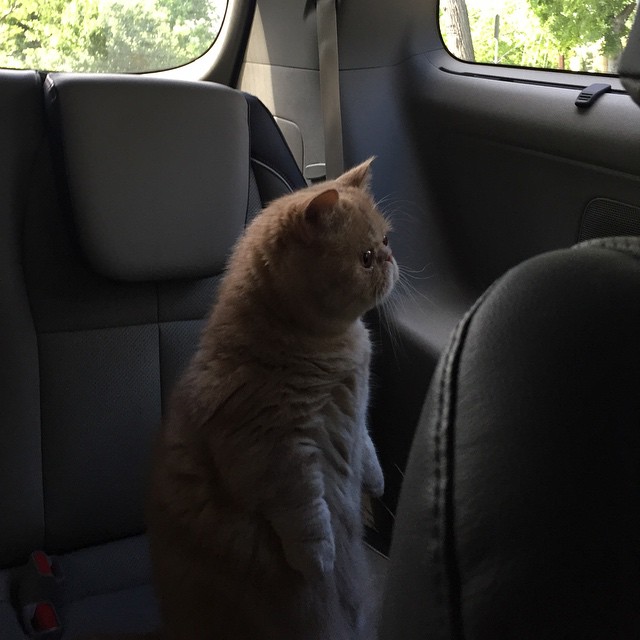 Кот Джордж, который любит стоять на задних лапах Кот Джордж, который любит стоять на задних лапах