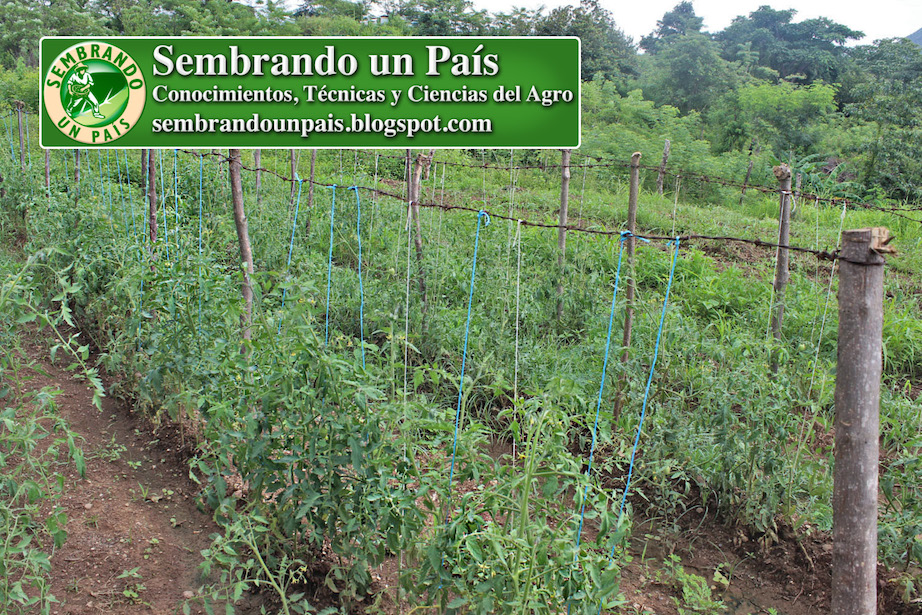 tutoreo del tomate