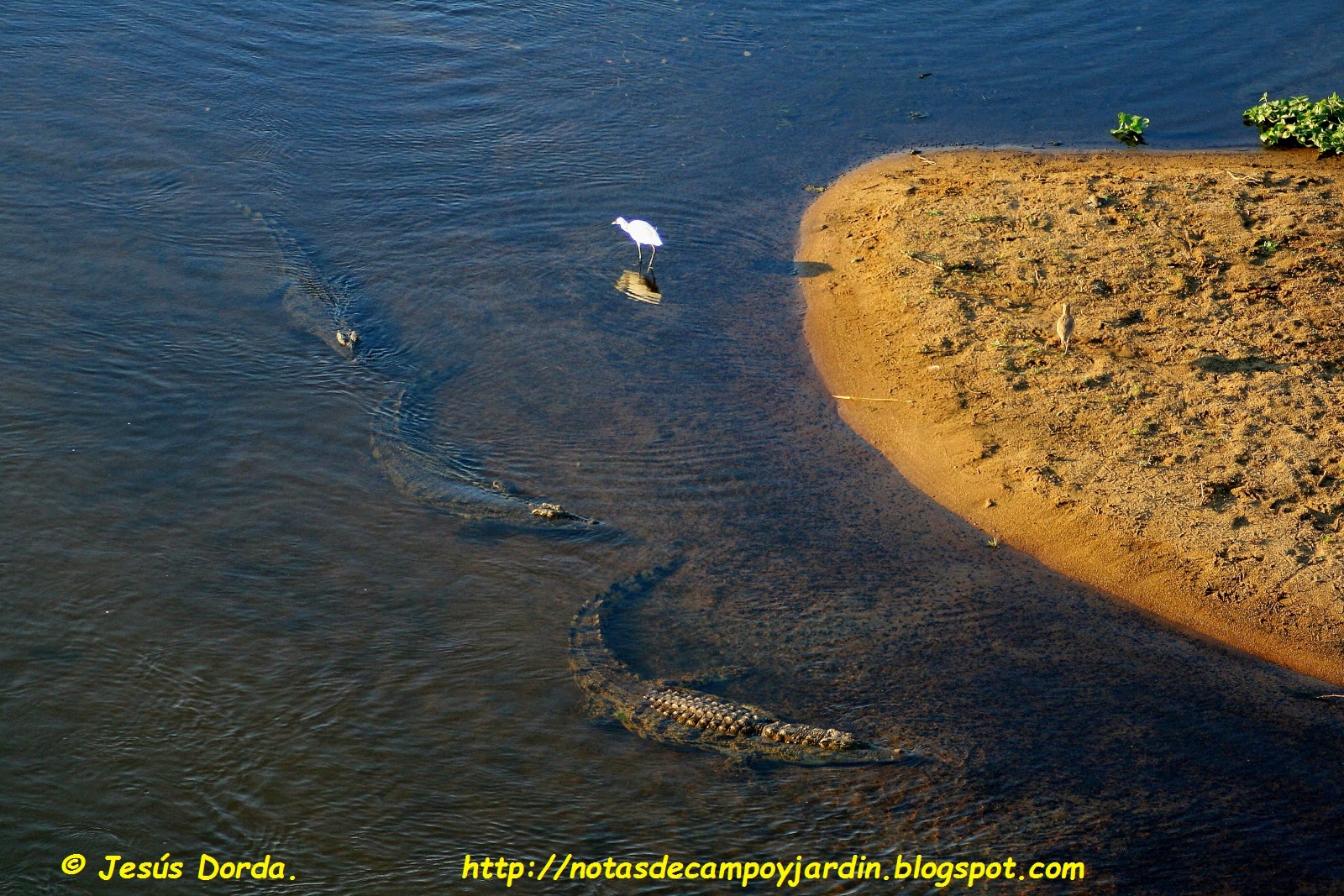 Notas de campo y jardín: Cocodrilos, más listos de lo que parecen