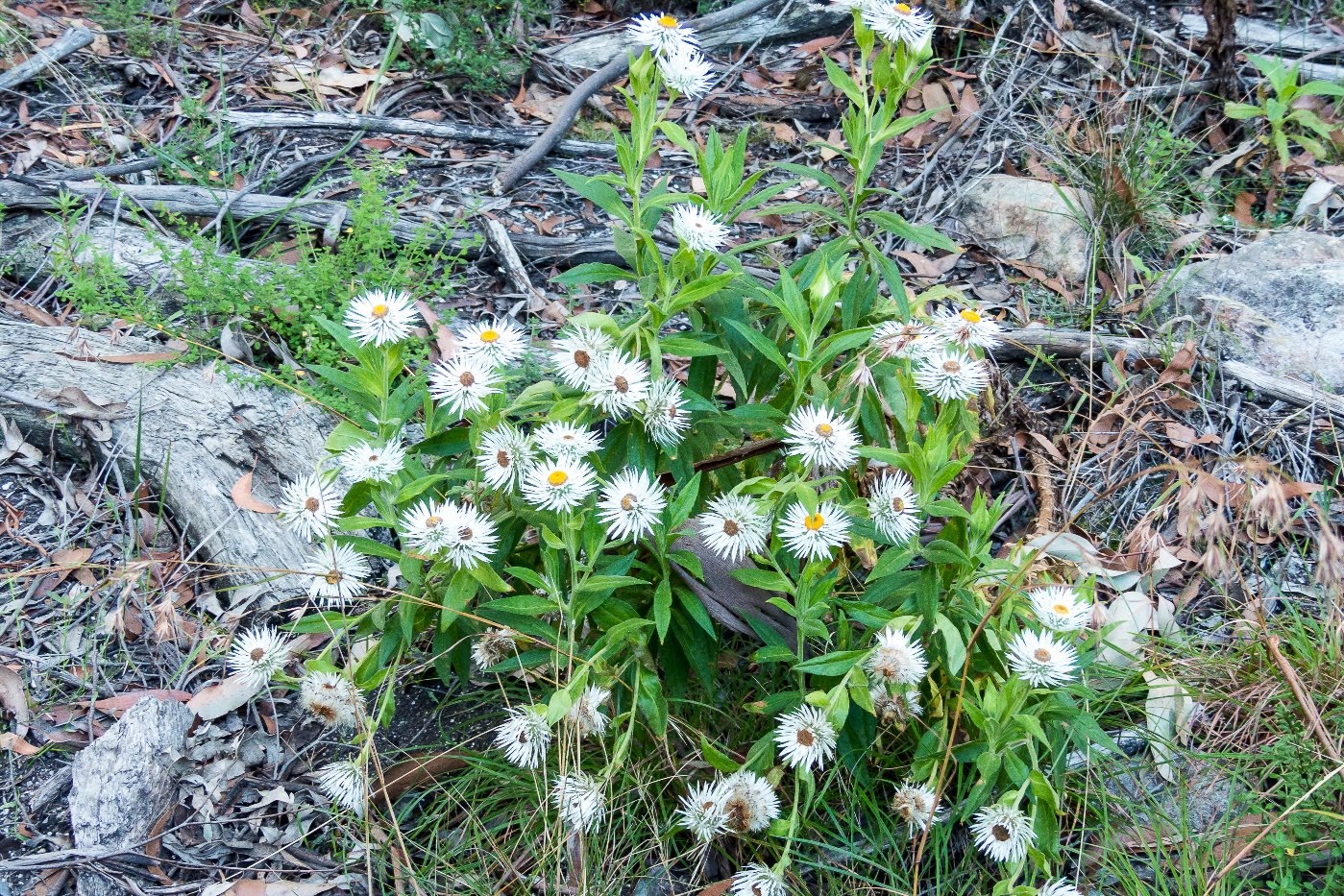 National Park Odyssey The Rockface Walk and the Little Bald Rock Walk