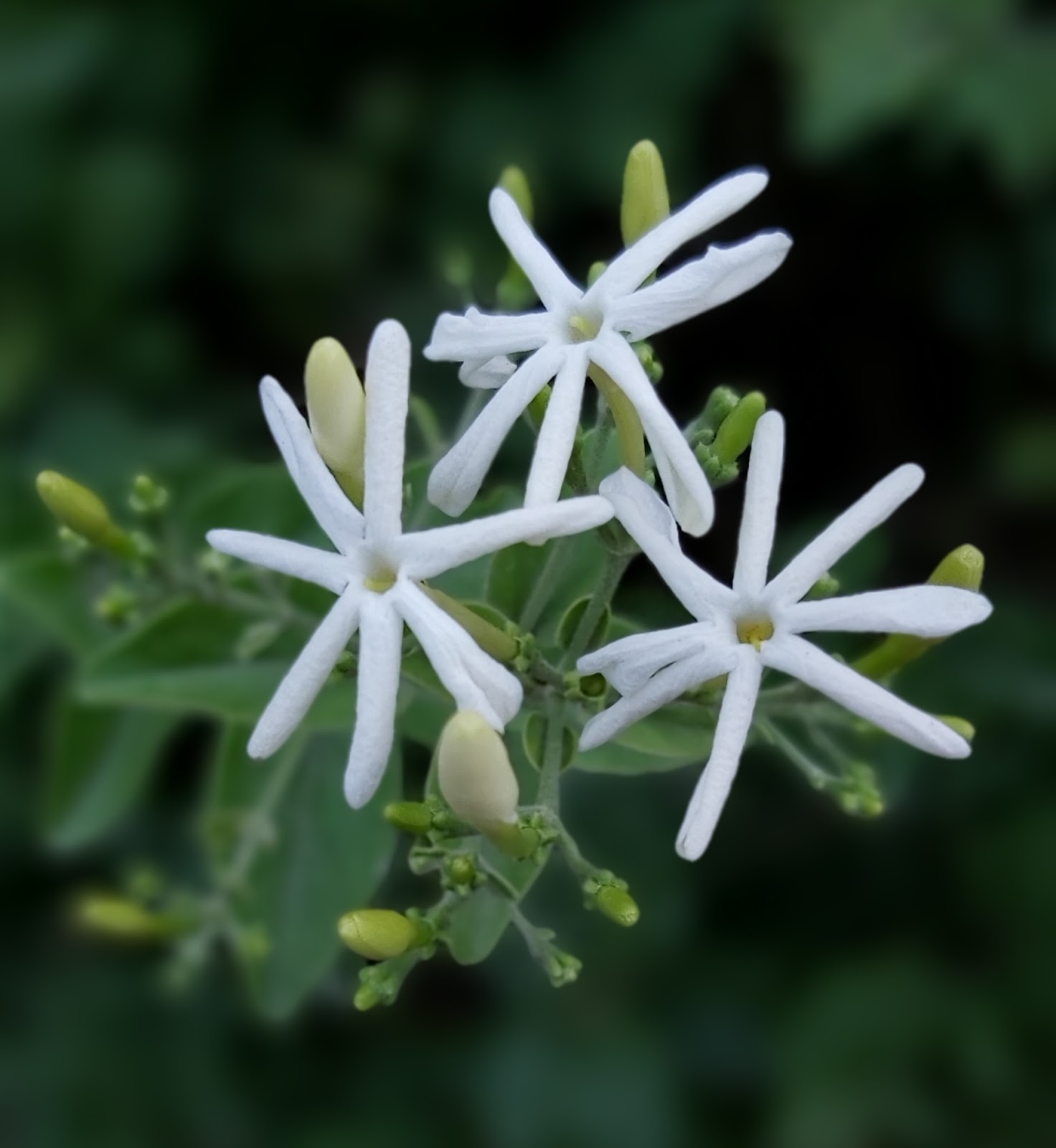 Jaipur Garden Fragrant Jasmine plant care