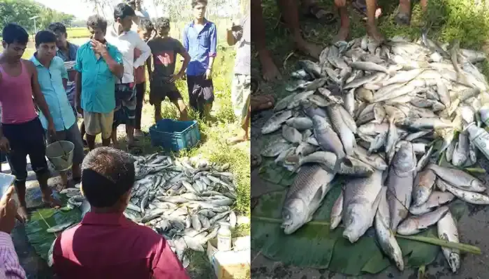 বাঁশখালীতে পূর্ব শত্রুতার জেরে বিষ দিয়ে ১২লক্ষাধিক টাকার মাছ নষ্ট