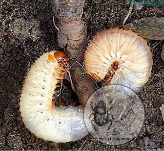 الجعل ذو الظهر الجامد the white grub الوصف المروفولجي ودورة الحياة والمكافحة