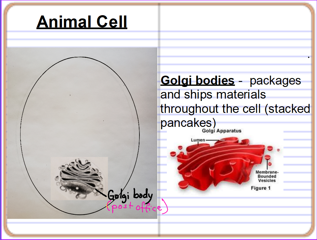 Mrs. Counts 7th grade Science Class September 2019