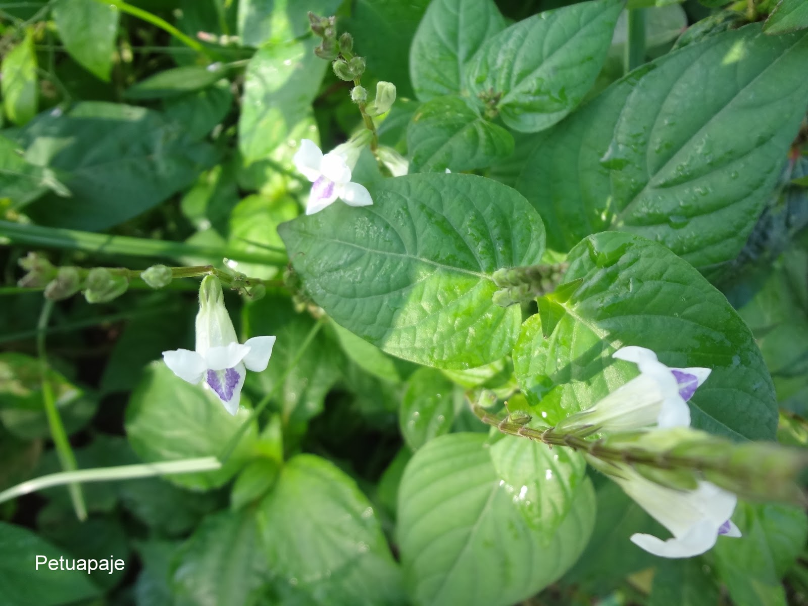 Petuapaje.blogspot.com: Tumbuhan Herba Rumput Israel