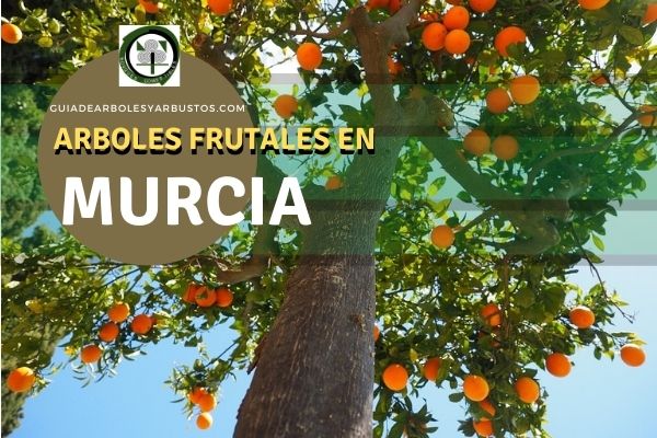 Arboles Frutales en Murcia, España