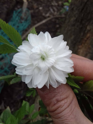 Hoa hồng tầm xuân màu trắng